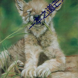 一本之道芒果2021