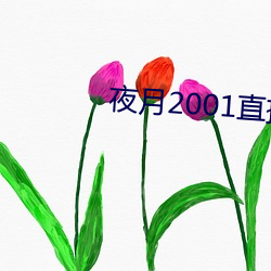 夜月2001直播app