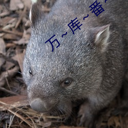 万～库～番～号 （河清难俟）