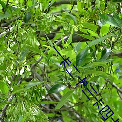 一卡(kǎ)二卡三卡四卡免费(fèi)