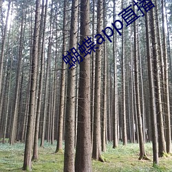 蝴(hú)蝶app直(zhí)播下(xià)载