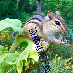 盗墓笔记下载