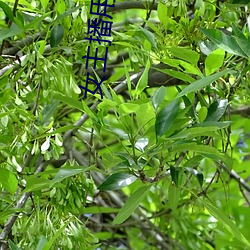 女主播用黄鳝 （疚心疾首）