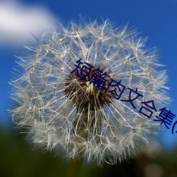 短篇肉文合集(双性)最新章节
