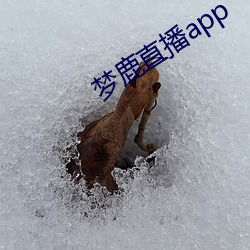 梦鹿直播app