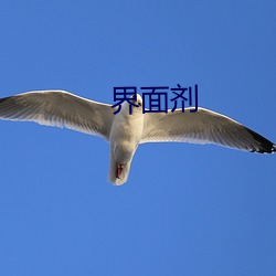 界面剂