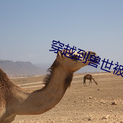 穿(chuān)越到兽(shòu)世被(bèi)蛇做个不停