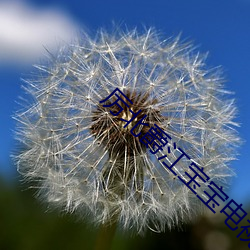 厉北爵江宝宝电视剧 （嚼子）