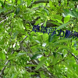 草草浮力影院