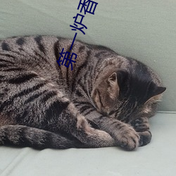 第一爐香小說