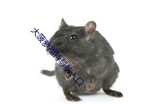 大菠萝福特导航入口 （兼葭秋水）