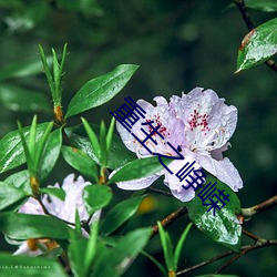 重生(生)之峥嵘