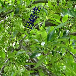 日(日)韩性(性)