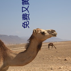免(免)费又黄又猛又爽大(大)片