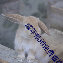 成年禁用免费直播软件
