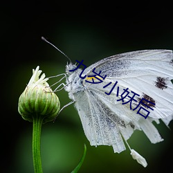 九(jiǔ)岁小妖后