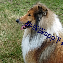 抖探探app下載