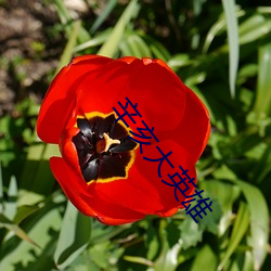 辛(辛)亥大英雄
