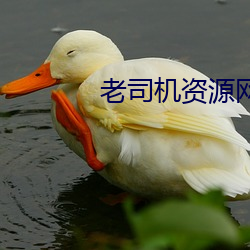 老司(司)机(機)资源网