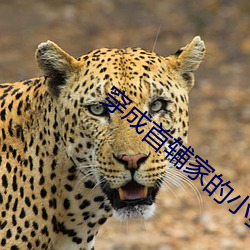 穿成首(shǒu)辅家的小野猫