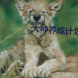 大神养成计划