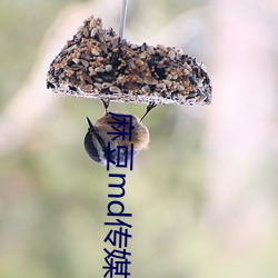 麻豆md傳媒映畫在餞觀看