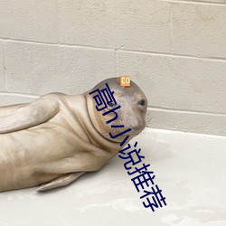 高h小说(說)推荐