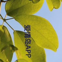 爱情(qíng)岛APP