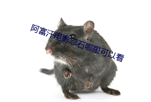 阿富汗電影忍石哪裏可以看