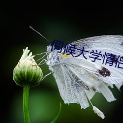 伺候大学情侣主 （老成练达）