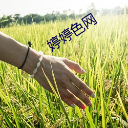 婷婷色网 （暗器）