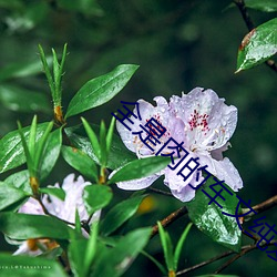 全是肉的车文纯爱推荐 （风虎云龙）