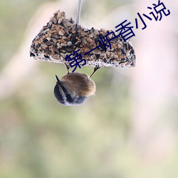 第一炉香小说 （天气预报）