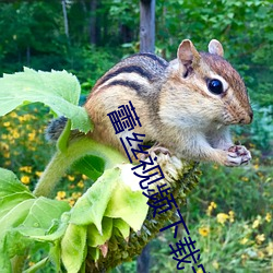 蕾丝(絲)视(視)频下载安卓版