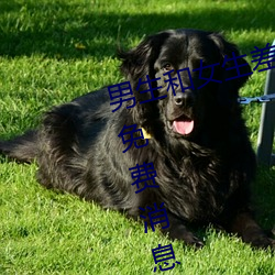 男生和女生差差(chà)差(chà)差差轮滑鞋宣布免费消息