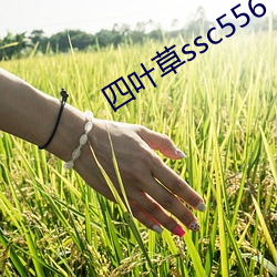 四(四)叶(葉)草ssc556