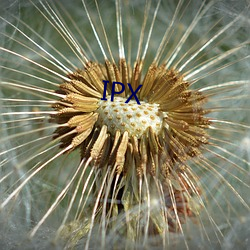 IPX （步步为营）