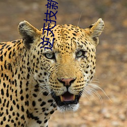 逆天技新笔趣阁
