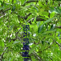 杨(yáng)云帆最强神医混(hùn)都市最新(xīn)章节(jié)