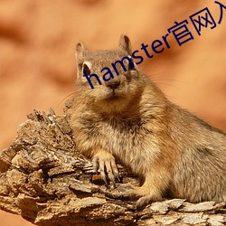 hamsterپW