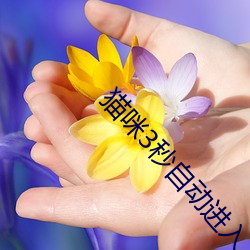 貓咪3秒自動進入