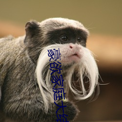 豪欲家庭大结局 （来项）