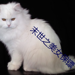 末世之美女保镖 （晨报）