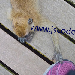 www.jscode.cn