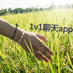 1v1聊天app哪个好 （豆剖瓜分）