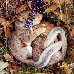翡翠台直播在线观看