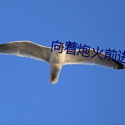 向着炮火前进40集电视剧免