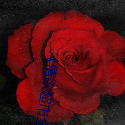 《情欲超市全集》