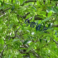 马蓉近况(況)