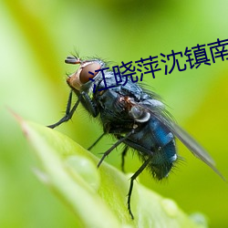 江晓萍沈镇南秘录